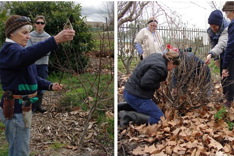 Fruit tree pruning — NSW Landcare Gateway